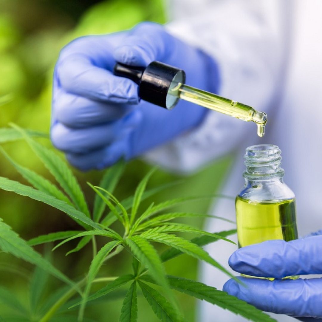Hand holding Pipette with cannabis oil against Cannabis plant, CBD Hemp oil, medical marijuana oil concept